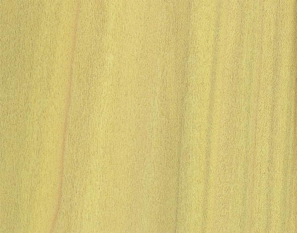 Tulipwood